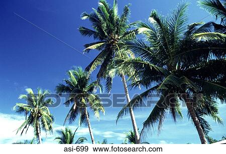 Coconut Palms The Philippines Asia View Large Photo Image Stock Photo - Coconut Palms The Philippines Asia. Fotosearch