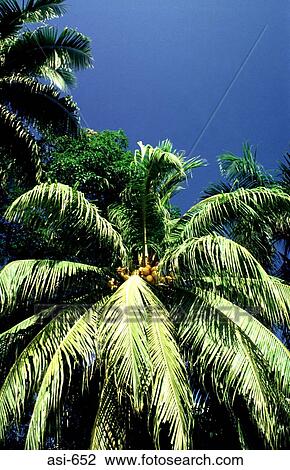 Coconut Tree The Philippines Asia View Large Photo Image Stock Image - Coconut Tree The Philippines Asia. Fotosearch