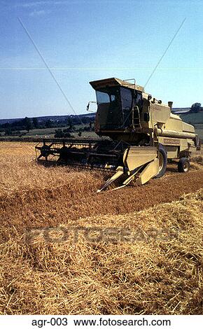 Combine Harvester Harvesting Wheat UK View Large Photo Image Stock Image - Combine Harvester Harvesting Wheat UK. Fotosearch