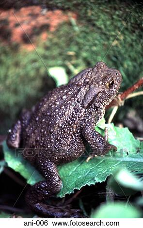 Stock Photograph - Common Toad on a Leaf. Fotosearch