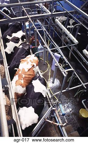 Cows in a Milking Stalls View Large Photo Image Stock Photo - Cows in a Milking Stalls. Fotosearch