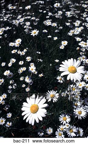 Daisies View Large Photo Image Stock Image - Daisies. Fotosearch