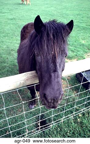 Dark Brown Horse looking over Fence View Large Photo Image Stock Photo - Dark Brown Horse looking over Fence. Fotosearch