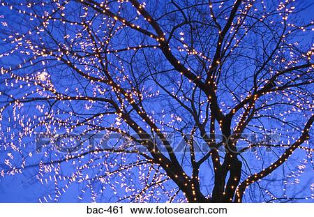 Decorative Lights on Bare Tree View Large Photo Image Stock Image - Decorative Lights on Bare Tree. Fotosearch