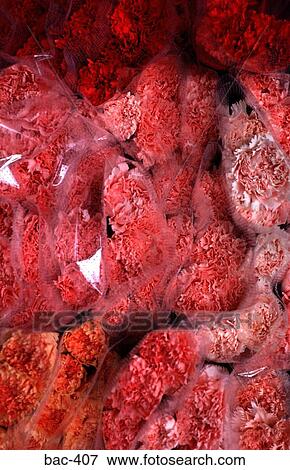 Dense Display of Carnations at Florists View Large Photo Image Stock Photo - Dense Display of Carnations at Florists. Fotosearch