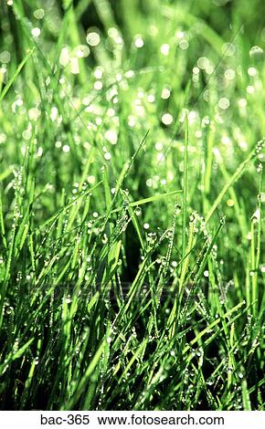 Stock Photography - Dew Droplets on Grass Leaves. Fotosearch