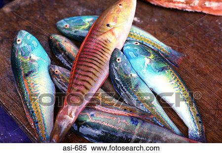 Display of Colourful Fish View Large Photo Image Stock Photography - Display of Colourful Fish. Fotosearch