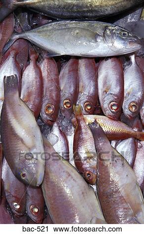 Display of Fish View Large Photo Image Stock Image - Display of Fish. Fotosearch
