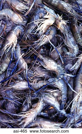 Stock Photography - Display of Prawns Thailand Asia. Fotosearch