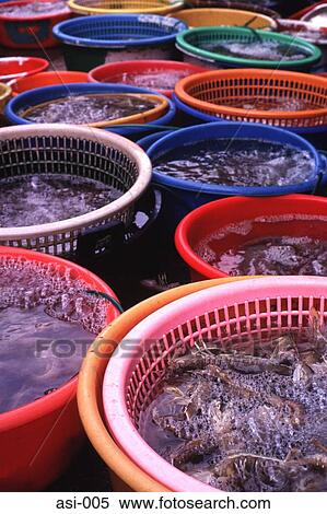 Display of Seafood in a Market Hong Kong View Large Photo Image Stock Photography - Display of Seafood in a Market Hong Kong. Fotosearch