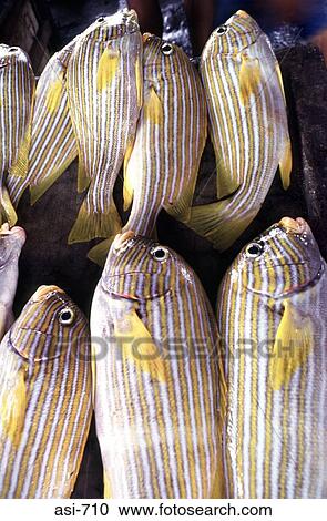 Display of Tropical Fish The Philippines Asia View Large Photo Image Stock Image - Display of Tropical Fish The Philippines Asia. Fotosearch