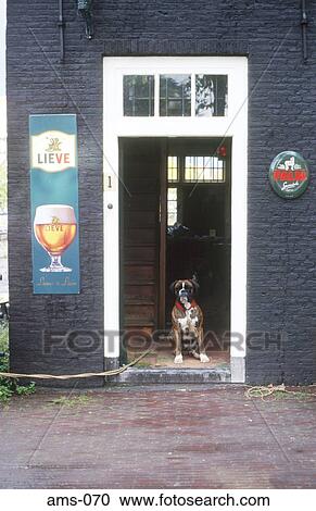 Dog in Doorway of Bar Amsterdam Holland View Large Photo Image Stock Image - Dog in Doorway of Bar Amsterdam Holland. Fotosearch