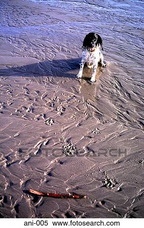Dog with a Stick on a Beach View Large Photo Image Stock Photography - Dog with a Stick on a Beach. Fotosearch