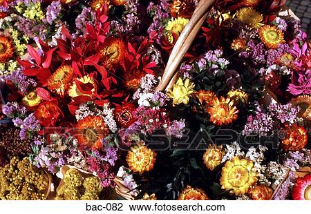 Dried Flowers Lisbon View Large Photo Image Stock Image - Dried Flowers Lisbon. Fotosearch