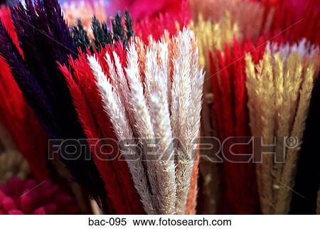 Dried Flowers View Large Photo Image Stock Photography - Dried Flowers. Fotosearch