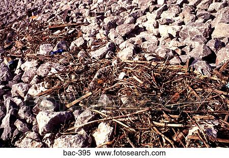 Driftwood Tide Deposit on Rocky Sea Defences View Large Photo Image Stock Photography - Driftwood Tide Deposit on Rocky Sea Defences. Fotosearch