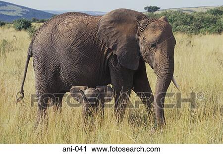 Stock Image - Elephant and Calf Masai Mara National Reserve Kenya. Fotosearch