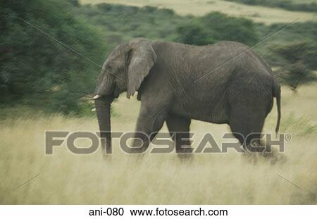 Elephant Masai Mara National Reserve Kenya View Large Photo Image Stock Image - Elephant Masai Mara National Reserve Kenya. Fotosearch