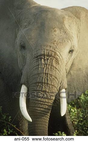 Stock Photography - Elephant's Head Amboseli National Reserve Kenya. Fotosearch