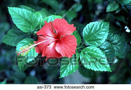 Exotic Red Flower Kuala Lumpur Malaysia Asia View Large Photo Image Stock Image - Exotic Red Flower Kuala Lumpur Malaysia Asia. Fotosearch