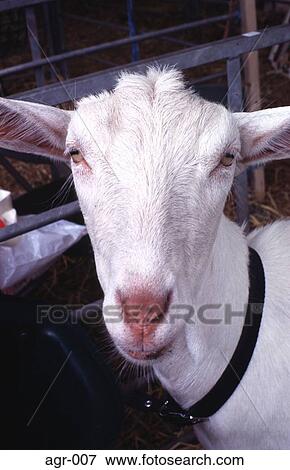 Stock Photo - Face of a White Goat. Fotosearch