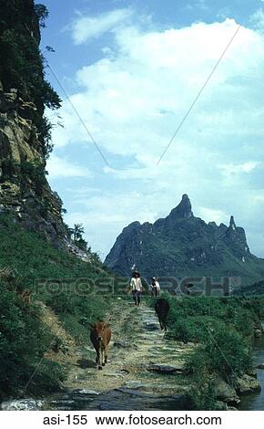 Farmer and Cows Walking on Mountain Track View Large Photo Image Stock Photography - Farmer and Cows Walking on Mountain Track. Fotosearch