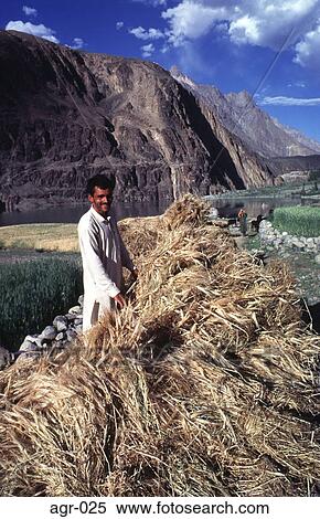 Farmer Gathering Sheaves of Wheat Pakistan View Large Photo Image Stock Photography - Farmer Gathering Sheaves of Wheat Pakistan. Fotosearch