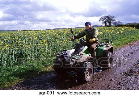 Stock Image - Farmer on Quad Bike Leicestershire England. Fotosearch