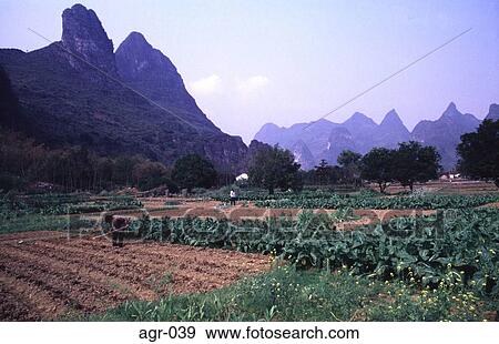 Stock Photo - Farmer Racking Crops in a Field China. Fotosearch