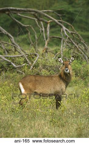 Female Waterbuck Lake Nakuru National Reserve Kenya View Large Photo Image Stock Photography - Female Waterbuck Lake Nakuru National Reserve Kenya. Fotosearch