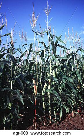 Field Of Maize View Large Photo Image Stock Photo - Field Of Maize. Fotosearch