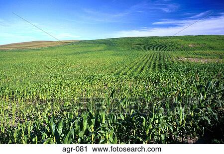 Field of Maize UK View Large Photo Image Stock Image - Field of Maize UK. Fotosearch