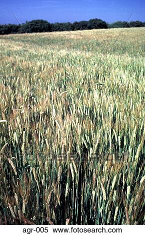 Stock Photography - Field Of Ripening Barley UK. Fotosearch