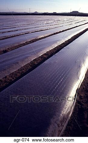 Field With rows of Plastic Sheeting at Dusk View Large Photo Image Picture - Field With rows of Plastic Sheeting at Dusk. Fotosearch