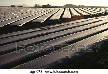 Stock Image - Field With rows of Plastic Sheeting at Dusk. Fotosearch