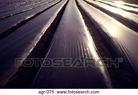 Field With rows of Plastic Sheeting at Dusk View Large Photo Image Stock Photography - Field With rows of Plastic Sheeting at Dusk. Fotosearch