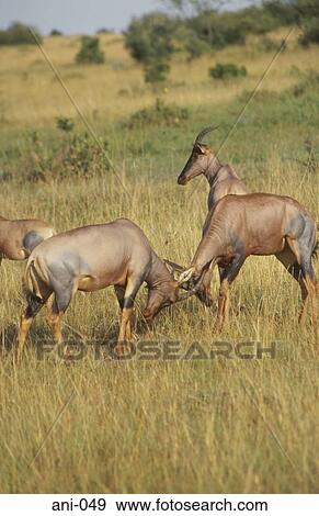 Fighting Hartebeests Masai Mara National Reserve Kenya View Large Photo Image Stock Photo - Fighting Hartebeests Masai Mara National Reserve Kenya. Fotosearch