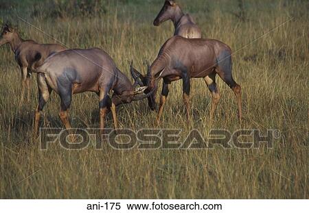 Fighting Topi Masai Mara National Reserve Kenya View Large Photo Image Stock Photography - Fighting Topi Masai Mara National Reserve Kenya. Fotosearch