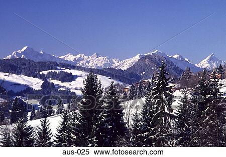 Fir Trees and Mountains beyond Austria View Large Photo Image Stock Photography - Fir Trees and Mountains beyond Austria. Fotosearch
