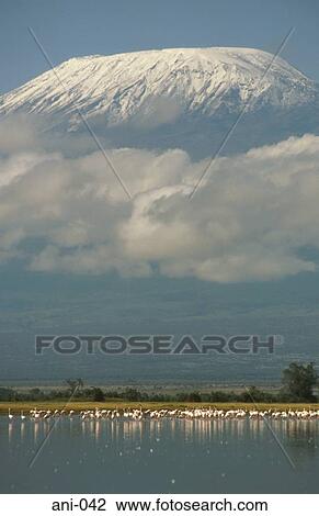 Flamingos and Mount Kilamanjaro Amboseli National Reserve Kenya View Large Photo Image Stock Image - Flamingos and Mount Kilamanjaro Amboseli National Reserve Kenya. Fotosearch