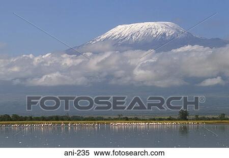 Flamingos and Mount Kilamanjaro Amboseli National Reserve Kenya View Large Photo Image Stock Photography - Flamingos and Mount Kilamanjaro Amboseli National Reserve Kenya. Fotosearch