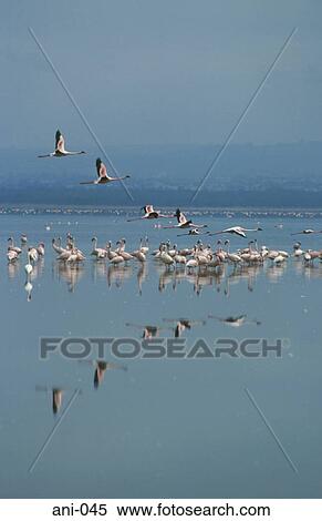 Stock Photography - Flamingos in Flight Kenya. Fotosearch