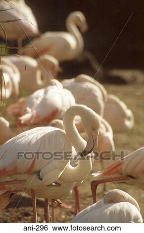Stock Photograph - Flamingos. Fotosearch