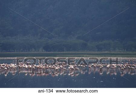 Flock of Flamingos on Lake Nakuru Kenya View Large Photo Image Picture - Flock of Flamingos on Lake Nakuru Kenya. Fotosearch
