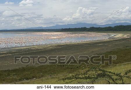 Flock of Flamingos on Lake Nakuru Kenya View Large Photo Image Picture - Flock of Flamingos on Lake Nakuru Kenya. Fotosearch