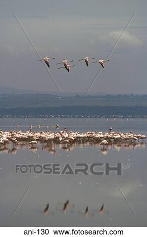 Flock of Flamingos on Lake Nakuru Kenya View Large Photo Image Stock Image - Flock of Flamingos on Lake Nakuru Kenya. Fotosearch