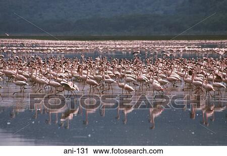 Flock of Flamingos on Lake Nakuru Kenya View Large Photo Image Stock Image - Flock of Flamingos on Lake Nakuru Kenya. Fotosearch