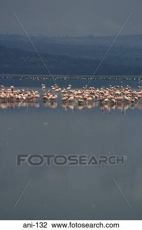 Flock of Flamingos on Lake Nakuru Kenya View Large Photo Image Stock Image - Flock of Flamingos on Lake Nakuru Kenya. Fotosearch