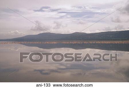 Stock Image - Flock of Flamingos on Lake Nakuru Kenya. Fotosearch