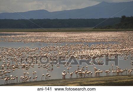 Flock of Flamingos on Lake Nakuru Kenya View Large Photo Image Stock Image - Flock of Flamingos on Lake Nakuru Kenya. Fotosearch